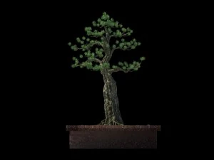 alchemy - experience tree 03 3D Model