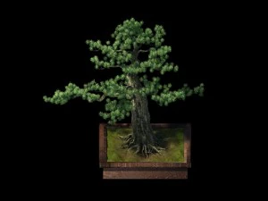alchemy - experience tree 05 3D Model