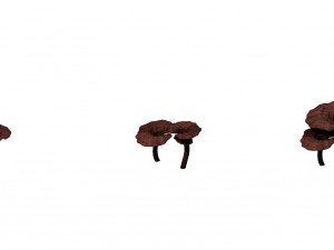 alchemy - ganoderma lucidum 02 3D Model