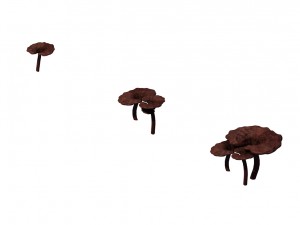alchemy - ganoderma lucidum 02 3D Model