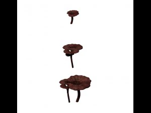alchemy - ganoderma lucidum 02 3D Model