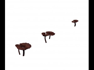 alchemy - ganoderma lucidum 02 3D Model