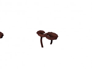 alchemy - ganoderma lucidum 02 3D Model