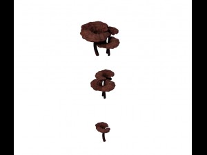 alchemy - ganoderma lucidum 02 3D Model
