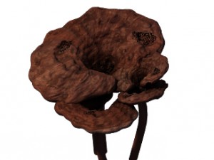alchemy - ganoderma lucidum 02 3D Model