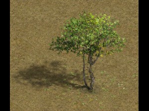 forest - large broadleaf 01 3D Model