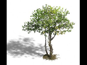 forest - large broadleaf 01 3D Model