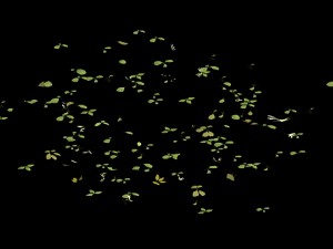 forest - large broadleaf 01 3D Model