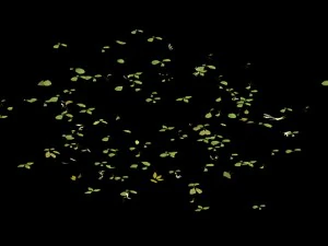forest - large broadleaf 01 3D Model