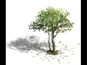 forest - large broadleaf 01 3D Model