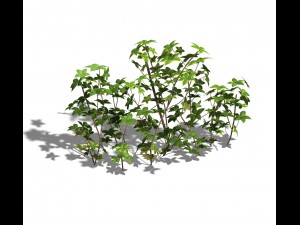 forest - large shrub 09 3D-Modell