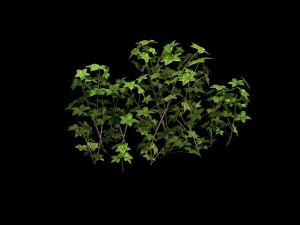 forest - large shrub 09 3D Model