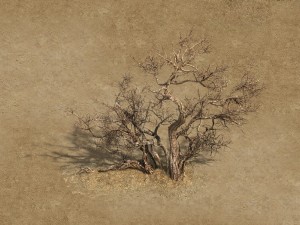 desert barracks - dead tree 04 3D Model