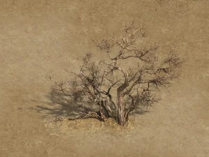 cuarteles del desierto - &aacute;rbol muerto 04 Modelo 3D
