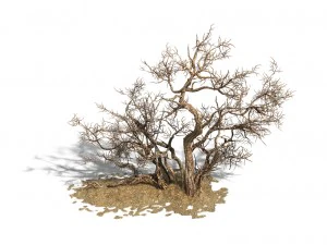 desert barracks - dead tree 04 3D Model