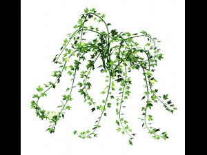 general plant - vines 35 Modelo 3D