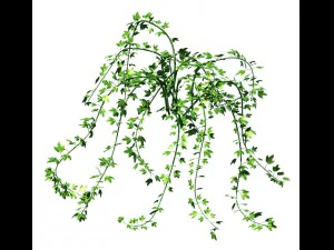 general plant - vines 35 3D Model