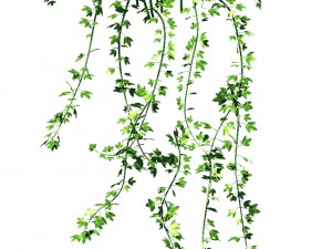 general plant - vines 35 3D 模型