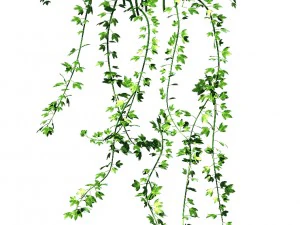 general plant - vines 35 3D Model