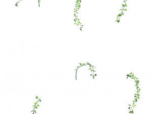 general plant - vines 35 3D 模型