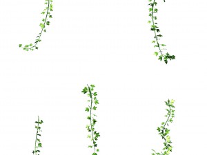 general plant - vines 35 3D 模型