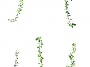 general plant - vines 35 3D Model
