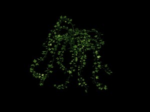 general plant - vines 35 3D 模型