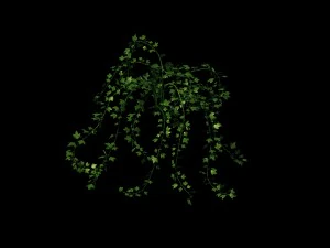 general plant - vines 35 3D Model