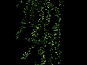 general plant - vines 35 3D 模型