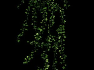 general plant - vines 35 3D Model