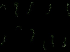 general plant - vines 35 3D 模型