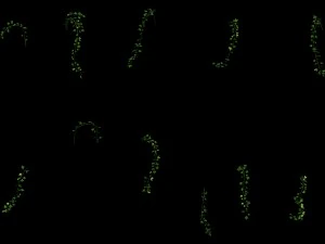general plant - vines 35 3D Model