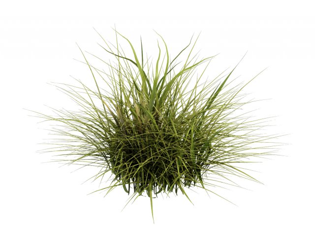 general plant - flowers 34 3D Модель .c4d .max .obj .3ds .fbx .stl .blend 