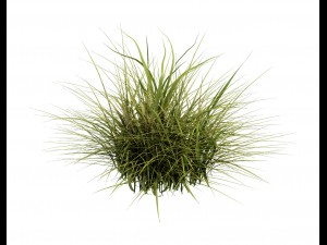 general plant - flowers 34 3D Model