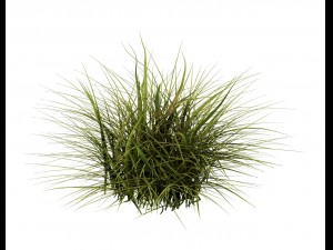 general plant - flowers 34 3D Модель