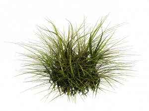general plant - flowers 34 3D Model