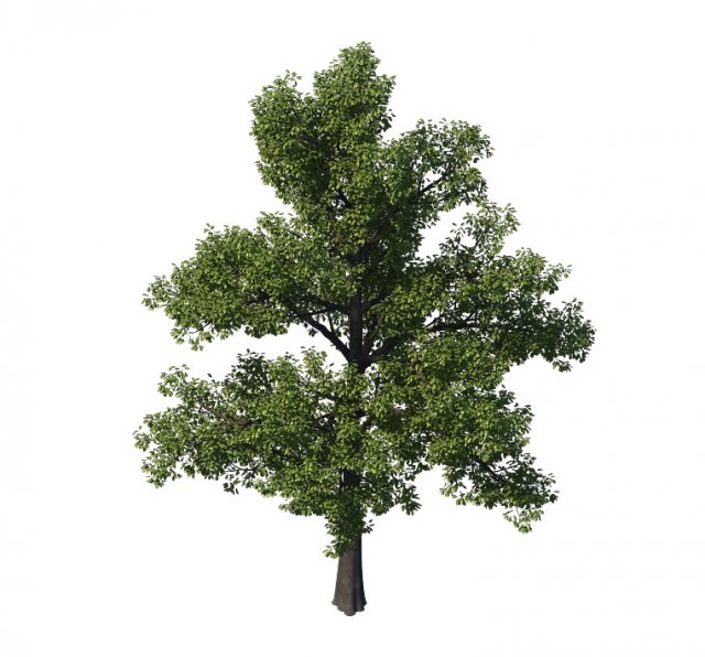 general plant - tree 35 3D Модель .c4d .max .obj .3ds .fbx .stl .blend 