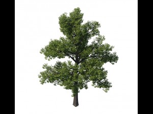 general plant - tree 35 3D Model