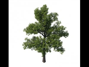 allgemeine Pflanze - Baum 35 3D Modell