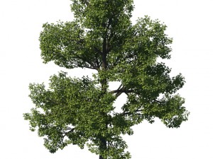 general plant - tree 35 3D Модель