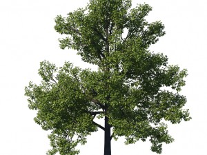 general plant - tree 35 3D Модель