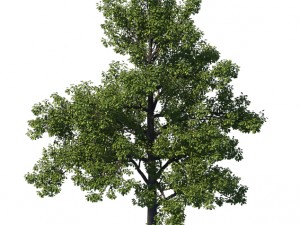 general plant - tree 35 3D Модель