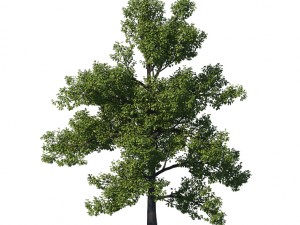 general plant - tree 35 3D Модель