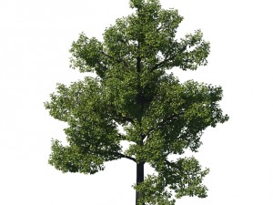 general plant - tree 35 3D Модель