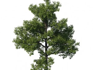 general plant - tree 35 3D Модель
