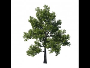 general plant - tree 35 3D Модель