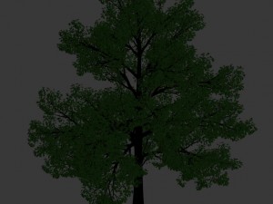 general plant - tree 35 3D Модель