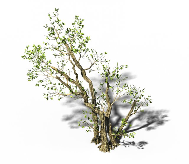 general plant - trees 01 Model 3D .c4d .max .obj .3ds .fbx .stl .blend