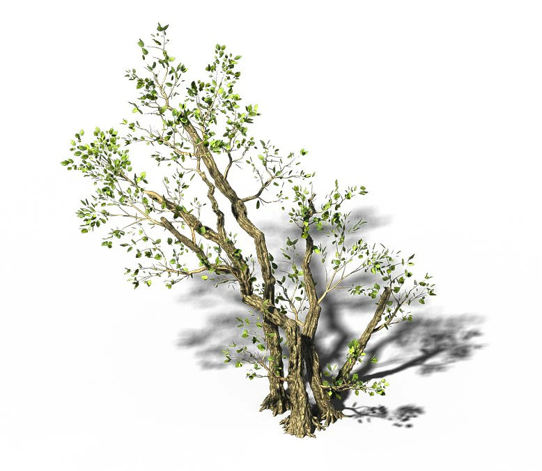 general plant - trees 01 3D Model .c4d .max .obj .3ds .fbx .stl .blend 