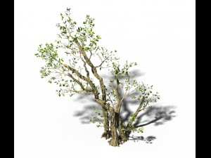 general plant - trees 01 3D 模型